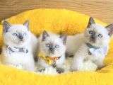 Maviş Bluepoınt British Shorthair Bebeklerim
