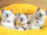 Maviş Bluepoınt British Shorthair Bebeklerim