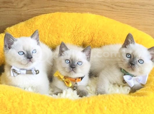 Maviş Bluepoınt British Shorthair Bebeklerim görsel