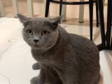 British Shorthair Ücretsiz İstanbul