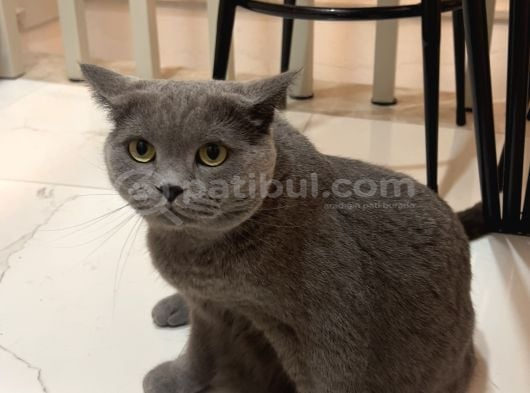 British Shorthair Ücretsiz İstanbul görsel