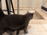British Shorthair Ücretsiz İstanbul