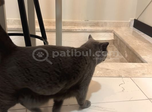 British Shorthair Ücretsiz İstanbul görsel