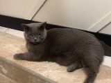 British Shorthair Ücretsiz İstanbul