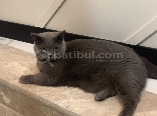 British Shorthair Ücretsiz İstanbul görsel