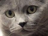 British Shorthair Ücretsiz İstanbul