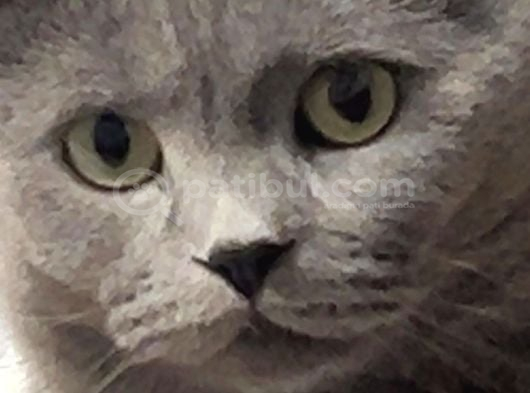 British Shorthair Ücretsiz İstanbul görsel