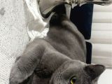 British Shorthair Ücretsiz İstanbul