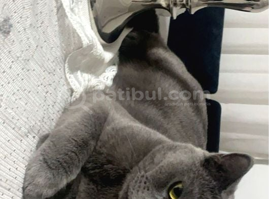 British Shorthair Ücretsiz İstanbul