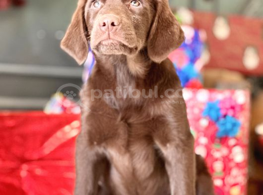 Secereli̇ Tuvalet Eği̇ti̇mli̇ Labrador Retri̇ever görsel