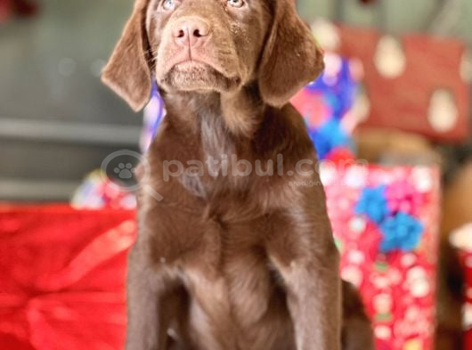 Secereli̇ Tuvalet Eği̇ti̇mli̇ Labrador Retri̇ever görsel