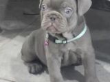 Egzoti̇c Frenc Buldog Blue Çok Güzel