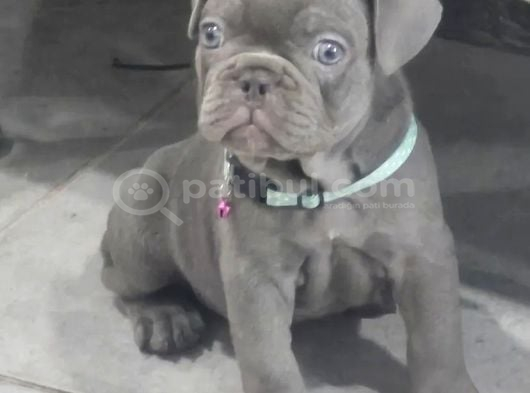 Egzoti̇c Frenc Buldog Blue Çok Güzel görsel