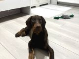 Safkan Kizil Doberman 3 Aylık