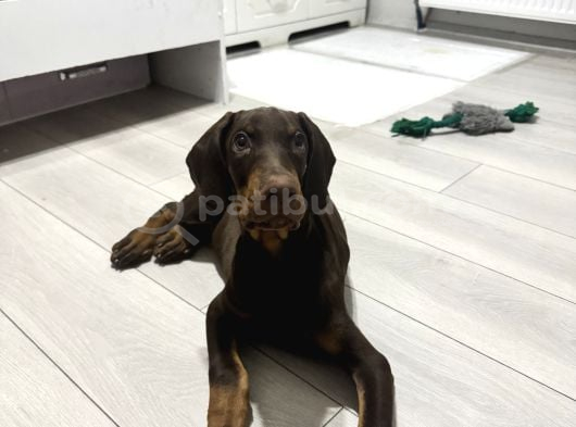 Safkan Kizil Doberman 3 Aylık