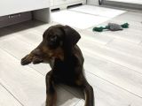 Safkan Kizil Doberman 3 Aylık