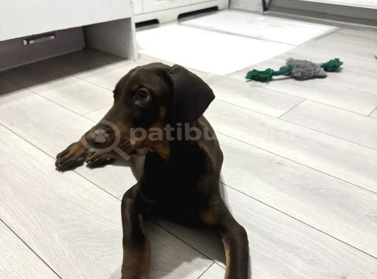 Safkan Kizil Doberman 3 Aylık görsel