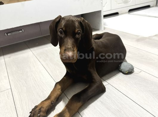 Safkan Kizil Doberman 3 Aylık görsel