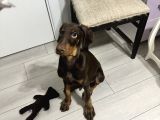 Safkan Kizil Doberman 3 Aylık