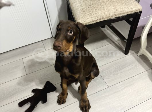 Safkan Kizil Doberman 3 Aylık görsel