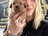 Toy Poodle Yavrularımız