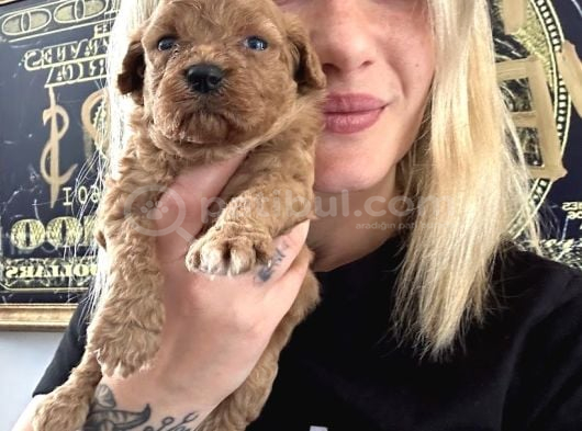 Toy Poodle Yavrularımız görsel