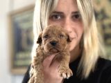Toy Poodle Yavrularımız
