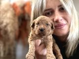 Toy Poodle Yavrularımız