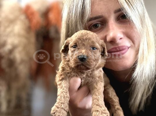 Toy Poodle Yavrularımız görsel