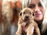 Toy Poodle Yavrularımız