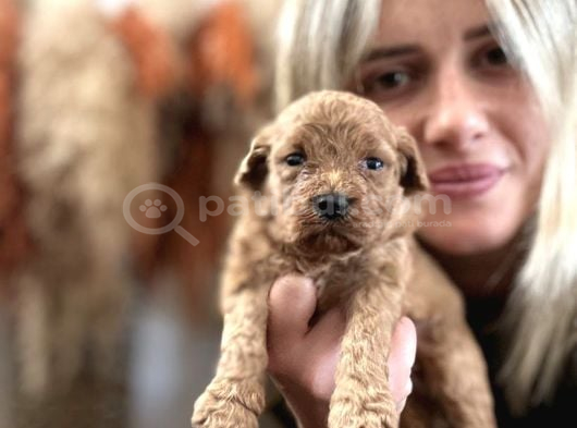 Toy Poodle Yavrularımız görsel