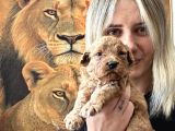 Toy Poodle Yavrularımız
