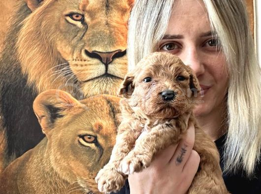 Toy Poodle Yavrularımız görsel