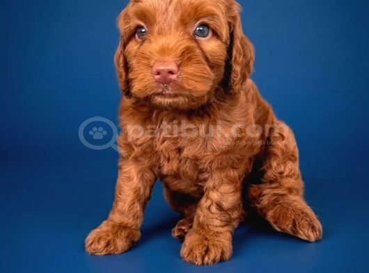 2 Aylık Cockapoo Yavrularımız görsel
