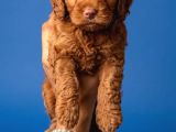 2 Aylık Cockapoo Yavrularımız