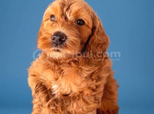 2 Aylık Cockapoo Yavrularımız görsel