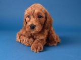 2 Aylık Cockapoo Yavrularımız