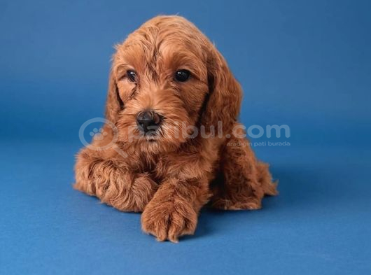 2 Aylık Cockapoo Yavrularımız