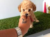Toy Poodle Apricot Bebeğim
