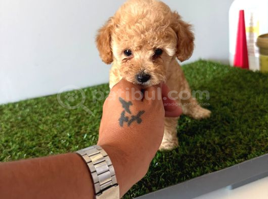 Toy Poodle Apricot Bebeğim görsel