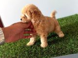 Toy Poodle Apricot Bebeğim
