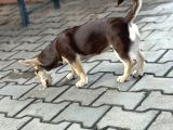 Dik Kulak Simit Kuyruk Erkek Yavrumuz