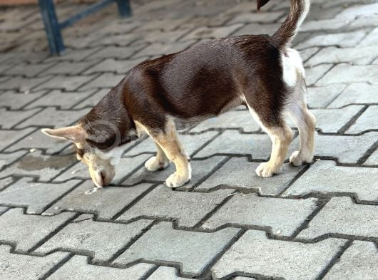 Dik Kulak Simit Kuyruk Erkek Yavrumuz görsel
