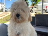 Toypoodle 5 Aylık