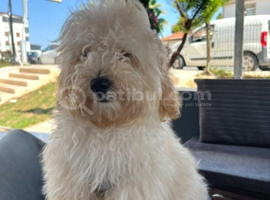Toypoodle 5 Aylık görsel