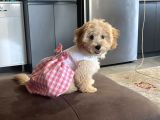 Toypoodle 5 Aylık