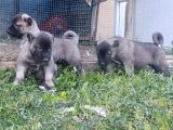 Saf Kangal Yavruları Orijinal