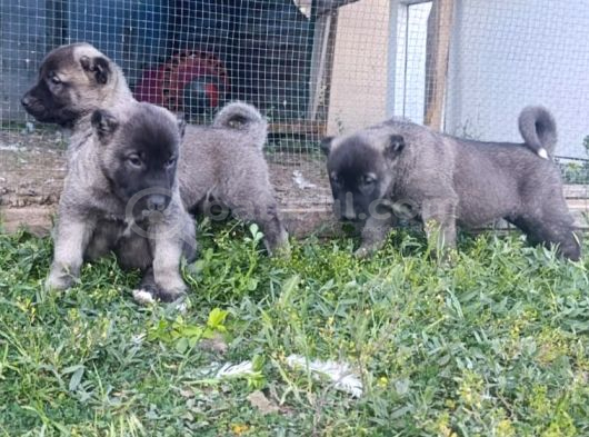 Saf Kangal Yavruları Orijinal