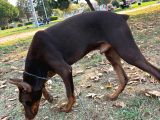 Herşeyi Tam Eğitimli Kızıl Erkek Doberman