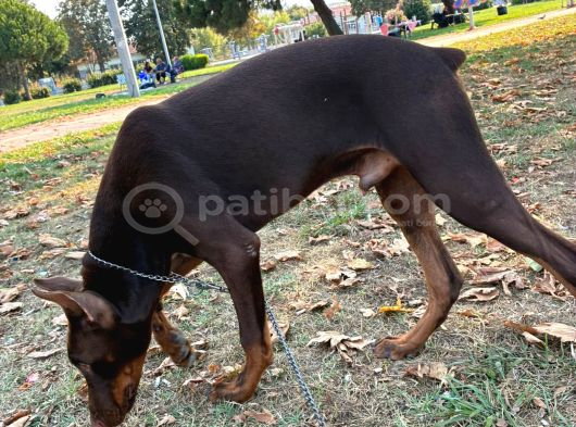 Herşeyi Tam Eğitimli Kızıl Erkek Doberman görsel